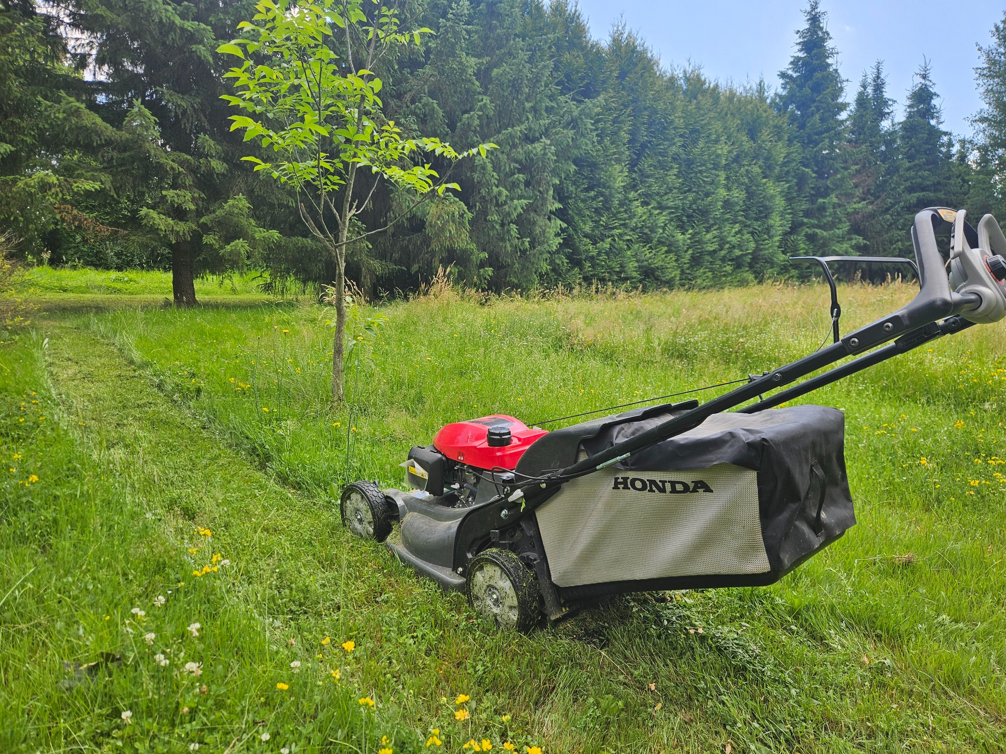 Czerwona kosiarka Honda na trawie, z widocznym śladem koszenia. W tle drzewa iglaste i liściaste, błękitne niebo. Kadr z bliska.