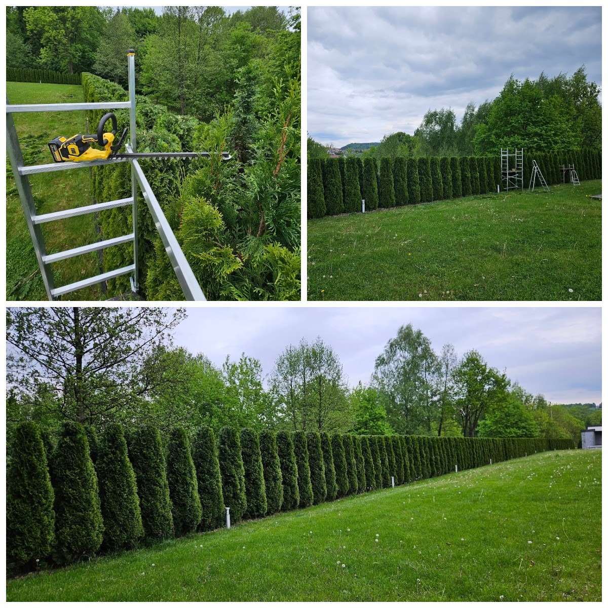 Przycinanie żywopłotu z tui: drabina z elektrycznymi nożycami na tle zielonej ściany roślin. Widok na równo przycięty żywopłot w ogrodzie.