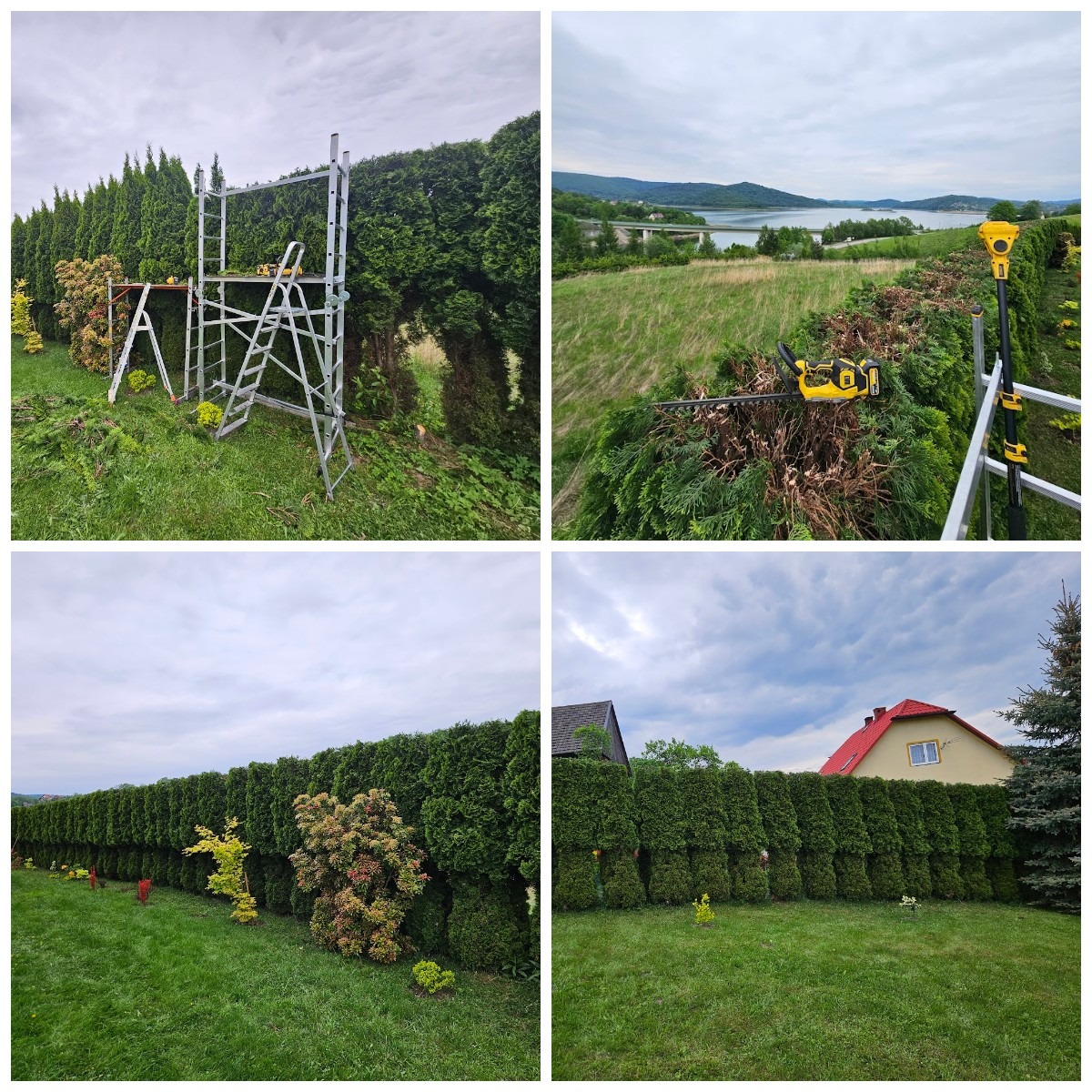 Kolaż: żywopłot z tuj po formowaniu, z widocznymi śladami cięcia i narzędziami (sekator elektryczny, rusztowanie). Zadbany ogród z równo przystrzyżonym trawnikiem.