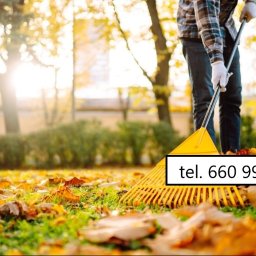 Piękna Zieleń - Jesienne grabienie liści na trawniku. Pracownik w rękawicach używa żółtych grabi. W tle drzewa z opadającymi liśćmi i krzewy. Słoneczny dzień.