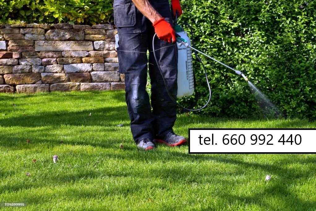 Osoba w czerwonych rękawicach opryskuje trawnik opryskiwaczem ciśnieniowym. W tle mur z kamienia i zielony żywopłot. Na trawie widoczny numer telefonu.