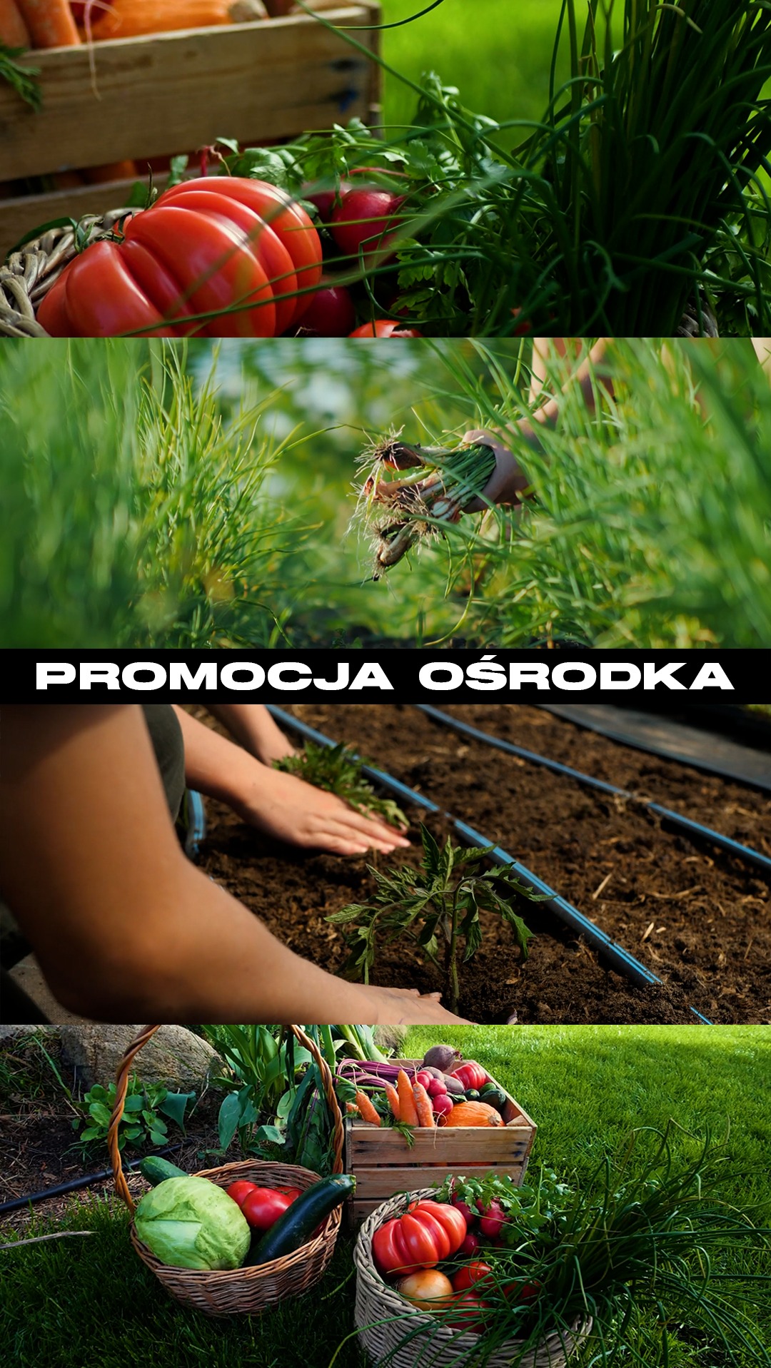 Uprawa warzyw: sadzenie rozsady pomidora w ziemi z nawadnianiem, zbiór cebuli dymki, kosze i skrzynka z warzywami. Promocja ośrodka ogrodniczego.