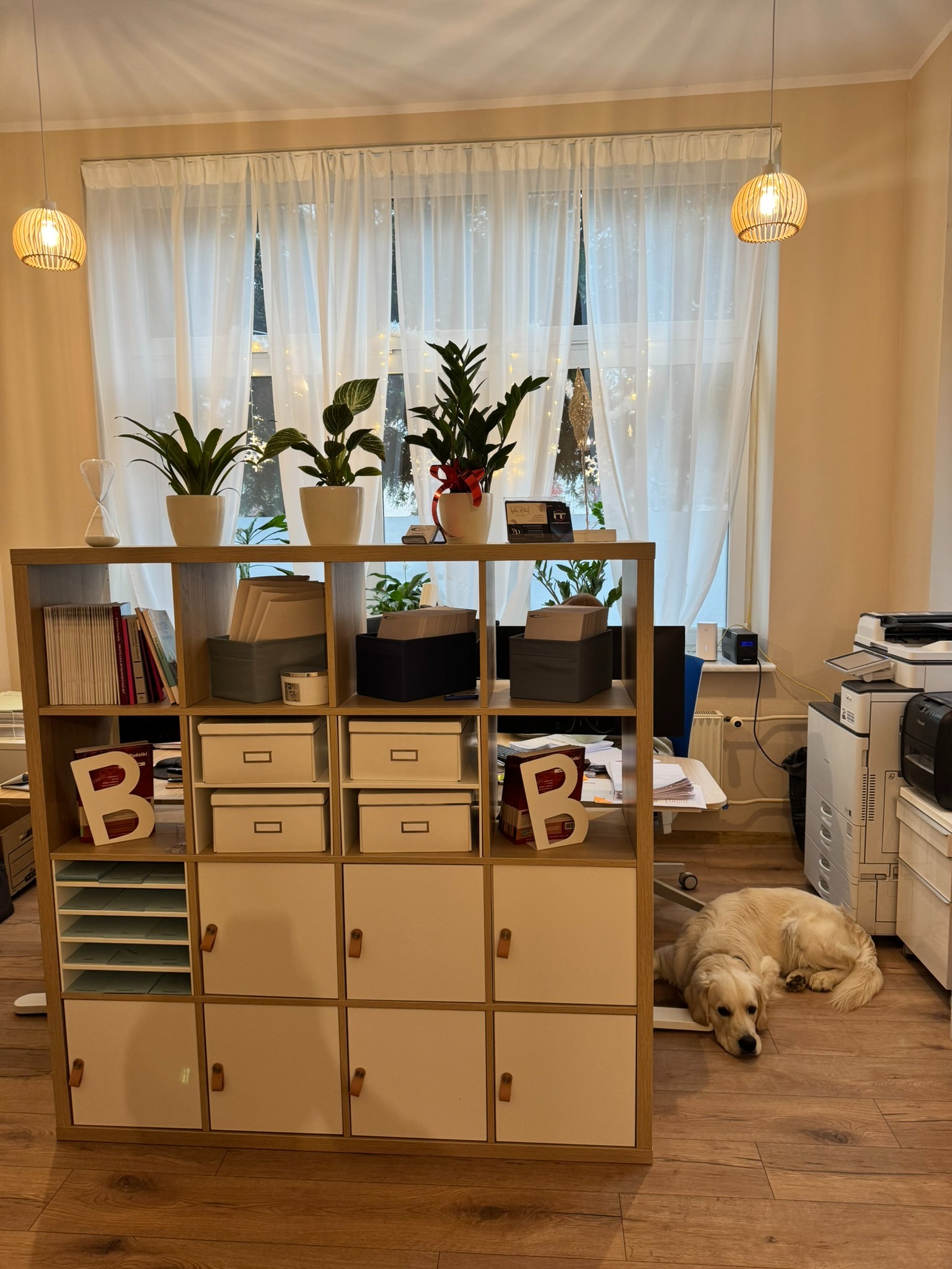 Jasne biuro z regałem pełnym segregatorów i roślin, lampami w stylu skandynawskim i psem Golden Retriever leżącym na podłodze. Domowe biuro.