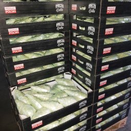 gospodarstwo rolne - Skrzynie z zapakowaną sałatą lodową na palecie. Etykiety 'Produkt Polski' i logo 'Rynek Lidla'. Magazynowanie i przechowywanie warzyw.