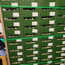 Pakowanie i konfekcjonowanie Modlibogowice 3