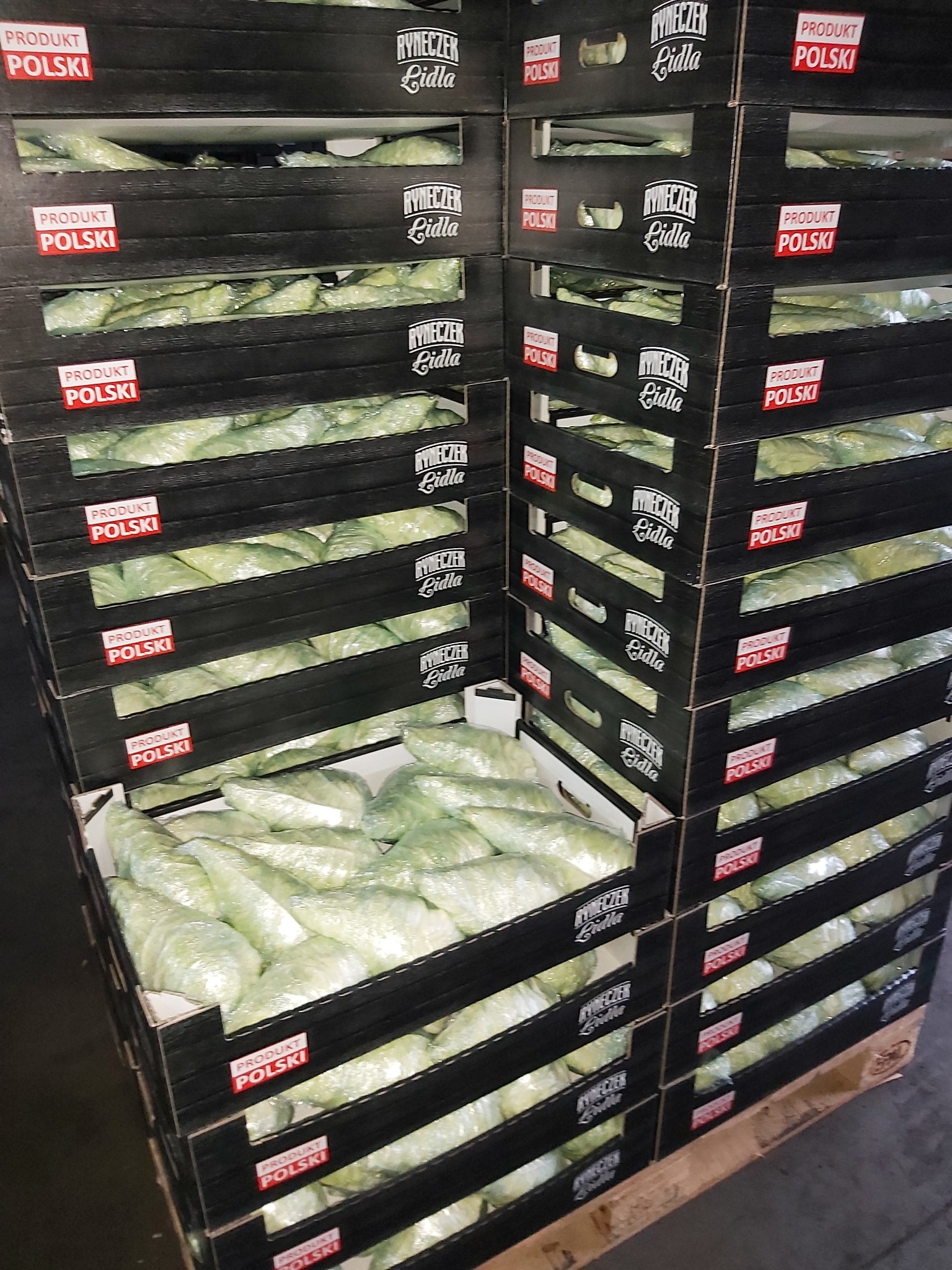 Skrzynie z zapakowaną sałatą lodową na palecie. Etykiety 'Produkt Polski' i logo 'Rynek Lidla'. Magazynowanie i przechowywanie warzyw.