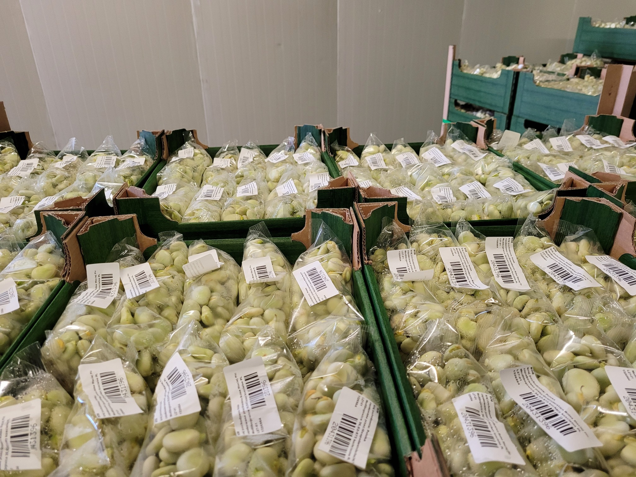 Spiżarnia pełna: Rzędy skrzyń z pakowanymi w folię woreczkami bobu, każdy z etykietą, tworzą uporządkowany magazynowy krajobraz. Jasne oświetlenie podkreśla świeżość.