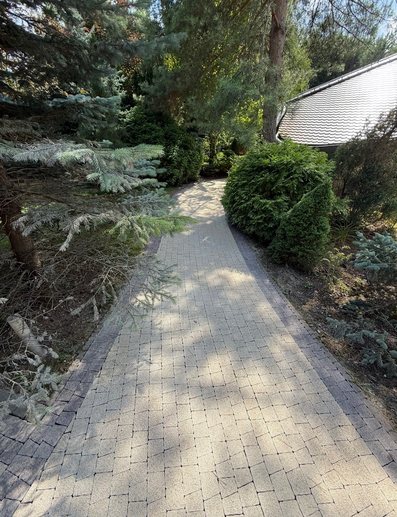 Ścieżka z jasnej kostki brukowej prowadzi przez zielony ogród z iglakami, tworząc harmonijną kompozycję krajobrazu. Cień drzew dodaje głębi i podkreśla fakturę kostki.