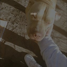 Psy i koty - Pomoc Domowa Sochaczew