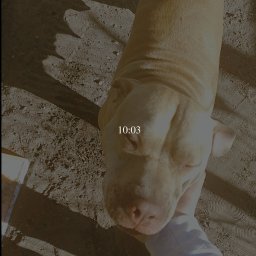 Pieski cieszą się gdy zostają przeze mnie wyprowadzane