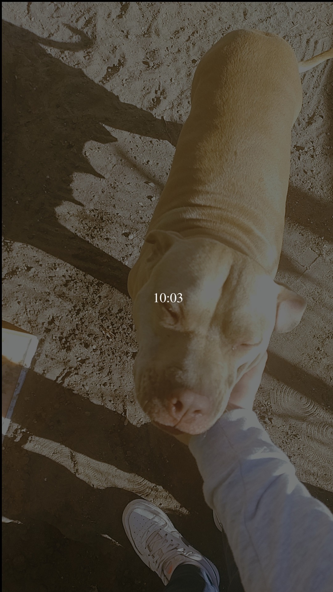 Pieski cieszą się gdy zostają przeze mnie wyprowadzane