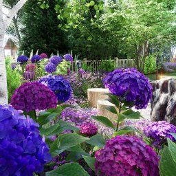 GREENCRAFT NATALIA SWEBODZIŃSKA - Kwitnące, fioletowe hortensje w ogrodzie z białymi brzozami i drewnianymi elementami dekoracyjnymi. Bujna roślinność i starannie zaprojektowana przestrzeń.