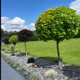 Rząd kulistych drzew w ogrodzie z kamiennym podsypem, obok ścieżka z kostki. W tle trawnik i błękitne niebo. Widoczny sprzęt ogrodniczy.