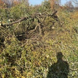 Agava - Przed domem Myślenice