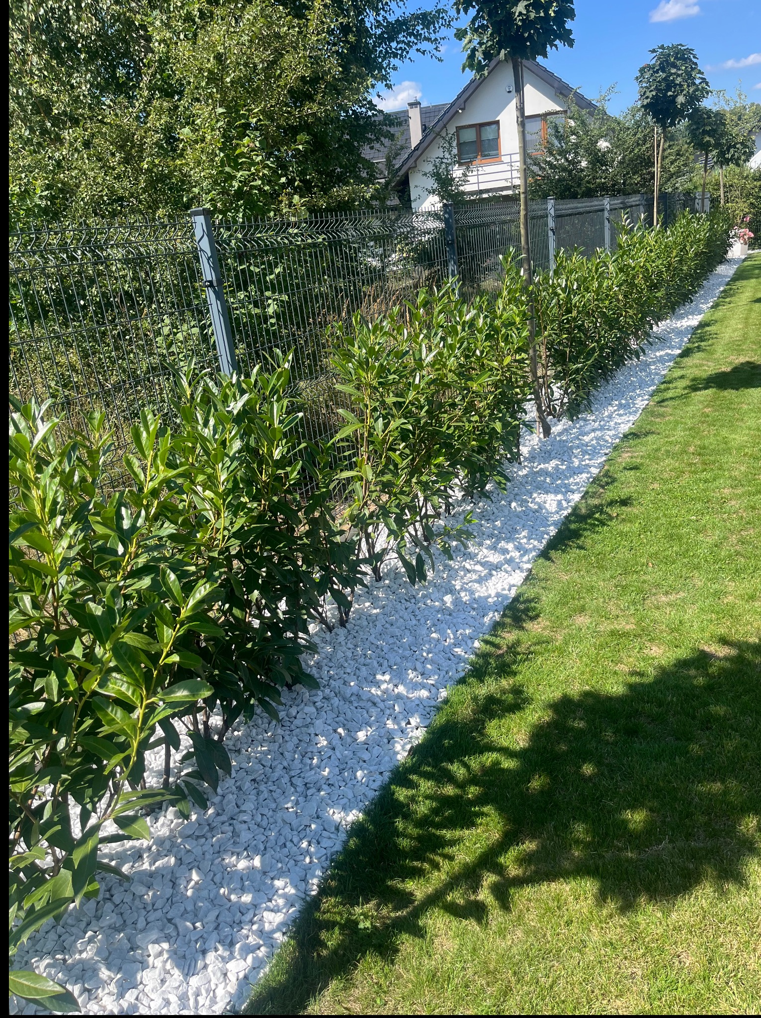 Równy rząd zielonych krzewów wzdłuż siatki ogrodzeniowej, oddzielony pasem białych kamieni od trawnika. W tle dom i drzewa.