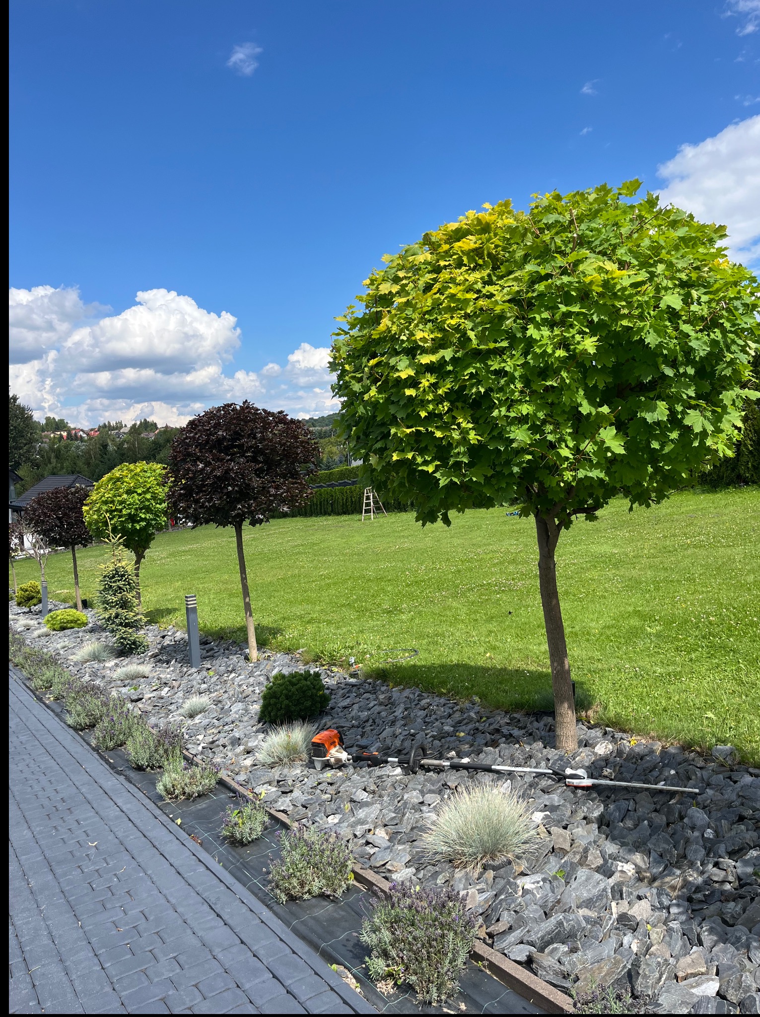 Rząd kulistych drzew w ogrodzie z kamiennym podsypem, obok ścieżka z kostki. W tle trawnik i błękitne niebo. Widoczny sprzęt ogrodniczy.