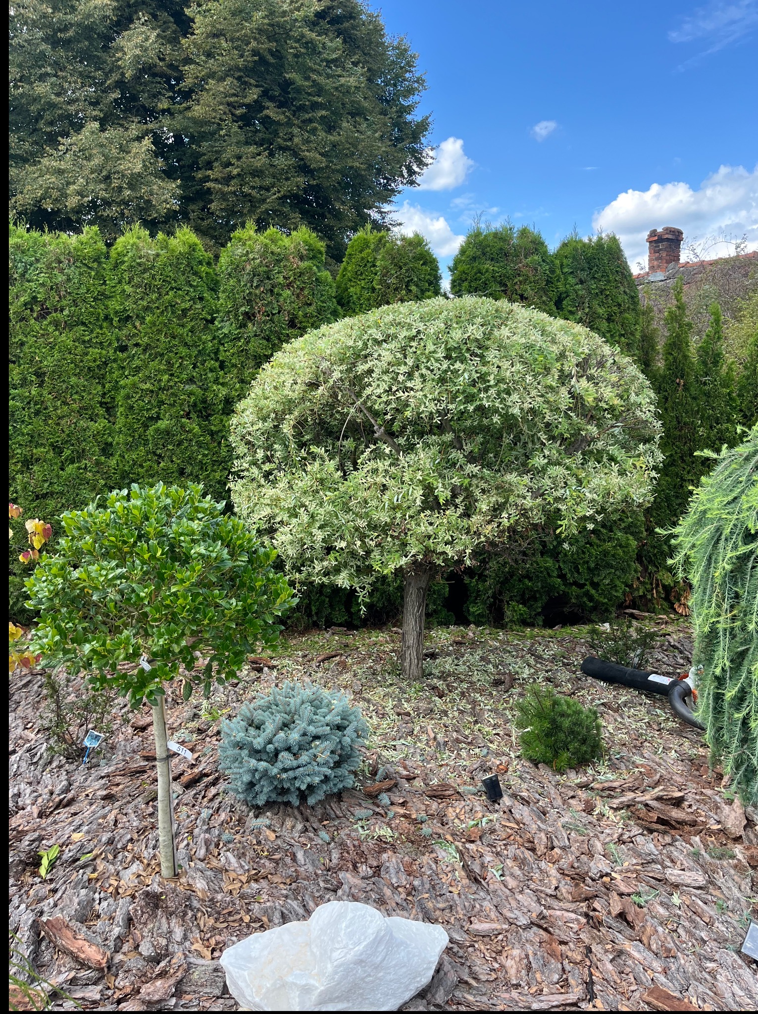 Ogród z formowanymi drzewami i krzewami, kora jako ściółka, tło z tujami i budynkiem. Widoczne narzędzie ogrodnicze. Słoneczny dzień.