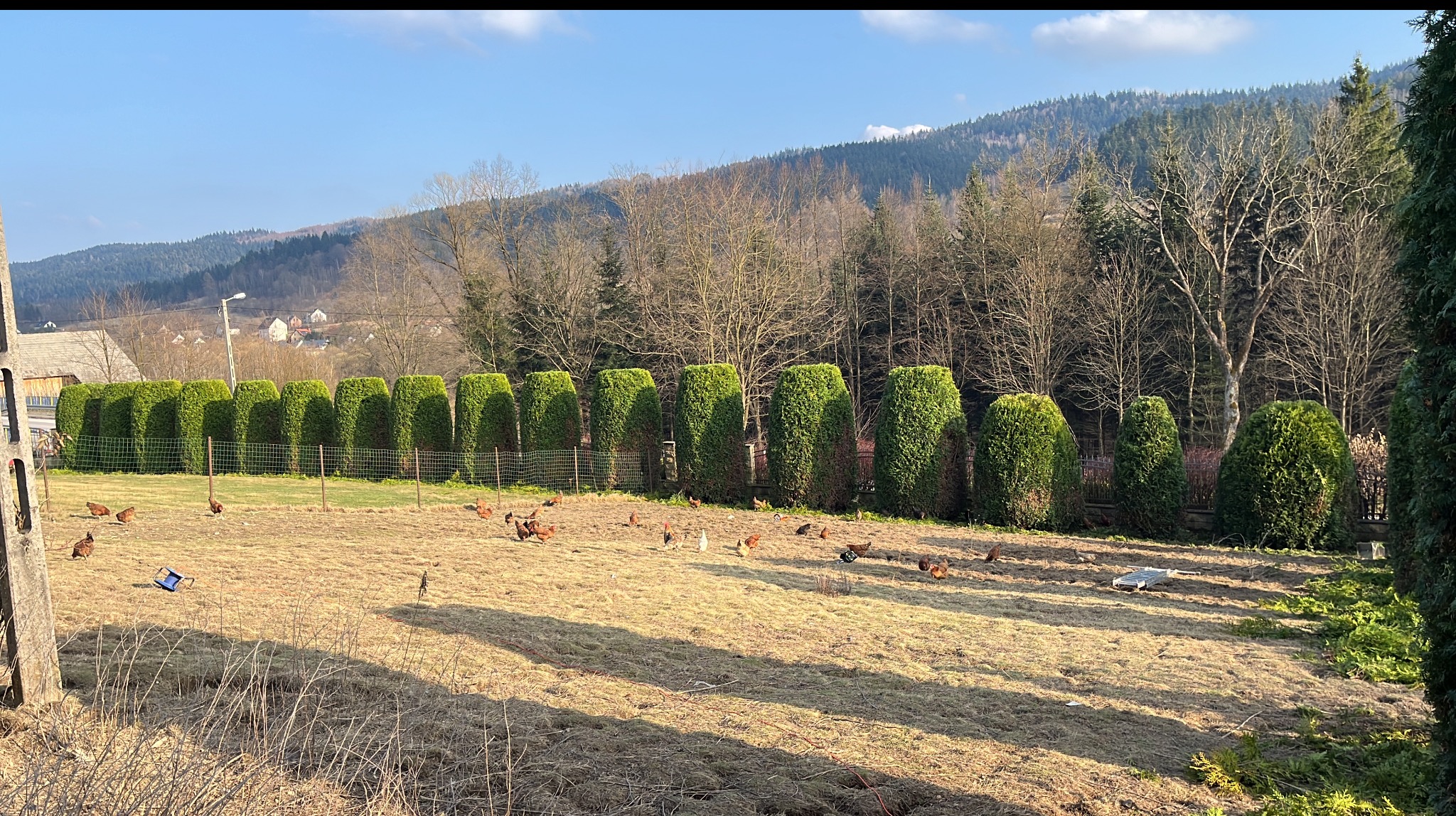 Rząd równo przyciętych, zielonych żywotników w ogrodzie,  z siatką ogrodzeniową. W tle wzgórza i budynki mieszkalne, na pierwszym planie kury na wyschniętej trawie.