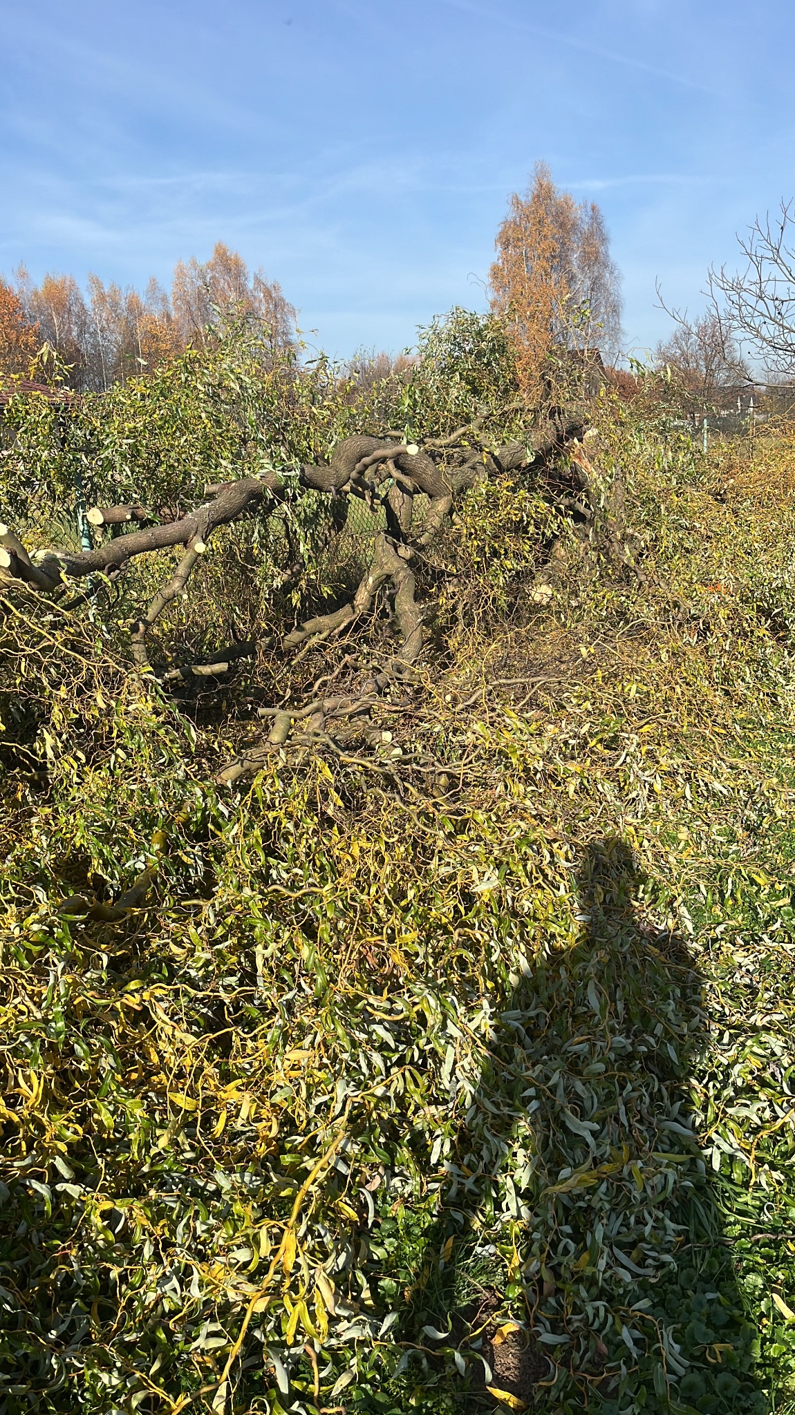 Po wycince drzewa w Sułkowicach: gałęzie i liście na ziemi, widoczny cień osoby. Jesienne drzewa w tle, błękitne niebo. Świeżo ścięte konary.