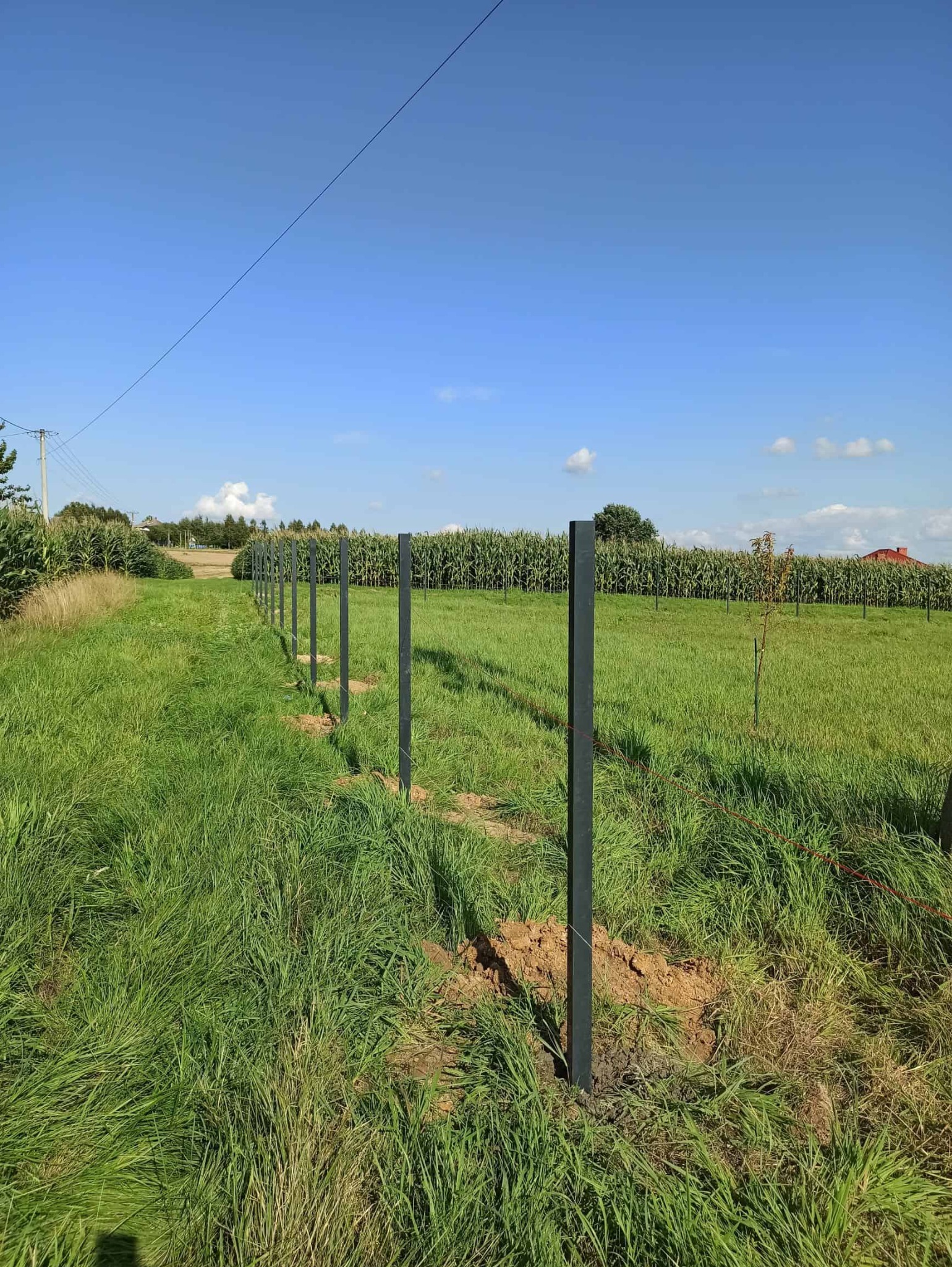 Rząd czarnych, metalowych słupków ogrodzeniowych, równo ustawionych wzdłuż zarośniętego pola, z kukurydzą w tle pod błękitnym niebem. Etap montażu ogrodzenia.