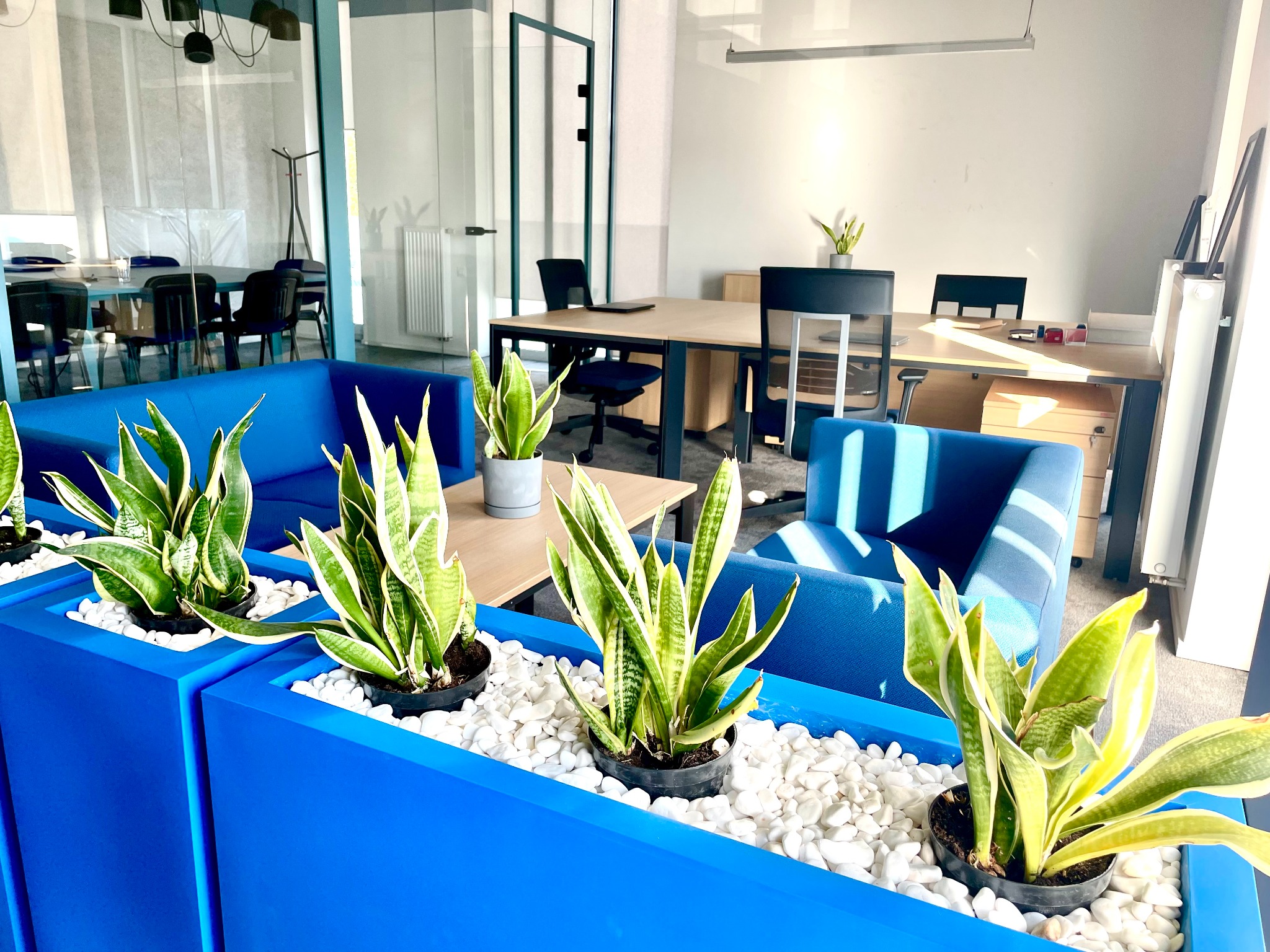 Nowoczesne biuro z niebieskimi sofami i roślinami doniczkowymi w niebieskich donicach wypełnionych białymi kamykami. W tle biurka i krzesła.