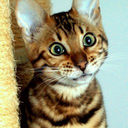 Fotograf ślubny Malmö 4