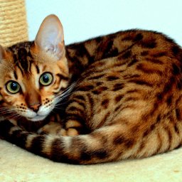 Fotograf ślubny Malmö 1