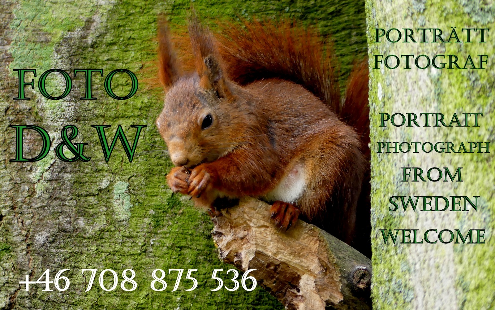 Portret wiewiórki rudej na tle zielonego mchu z tekstem reklamowym fotografa ze Szwecji i numerem telefonu. Wiewiórka je orzech na gałęzi.