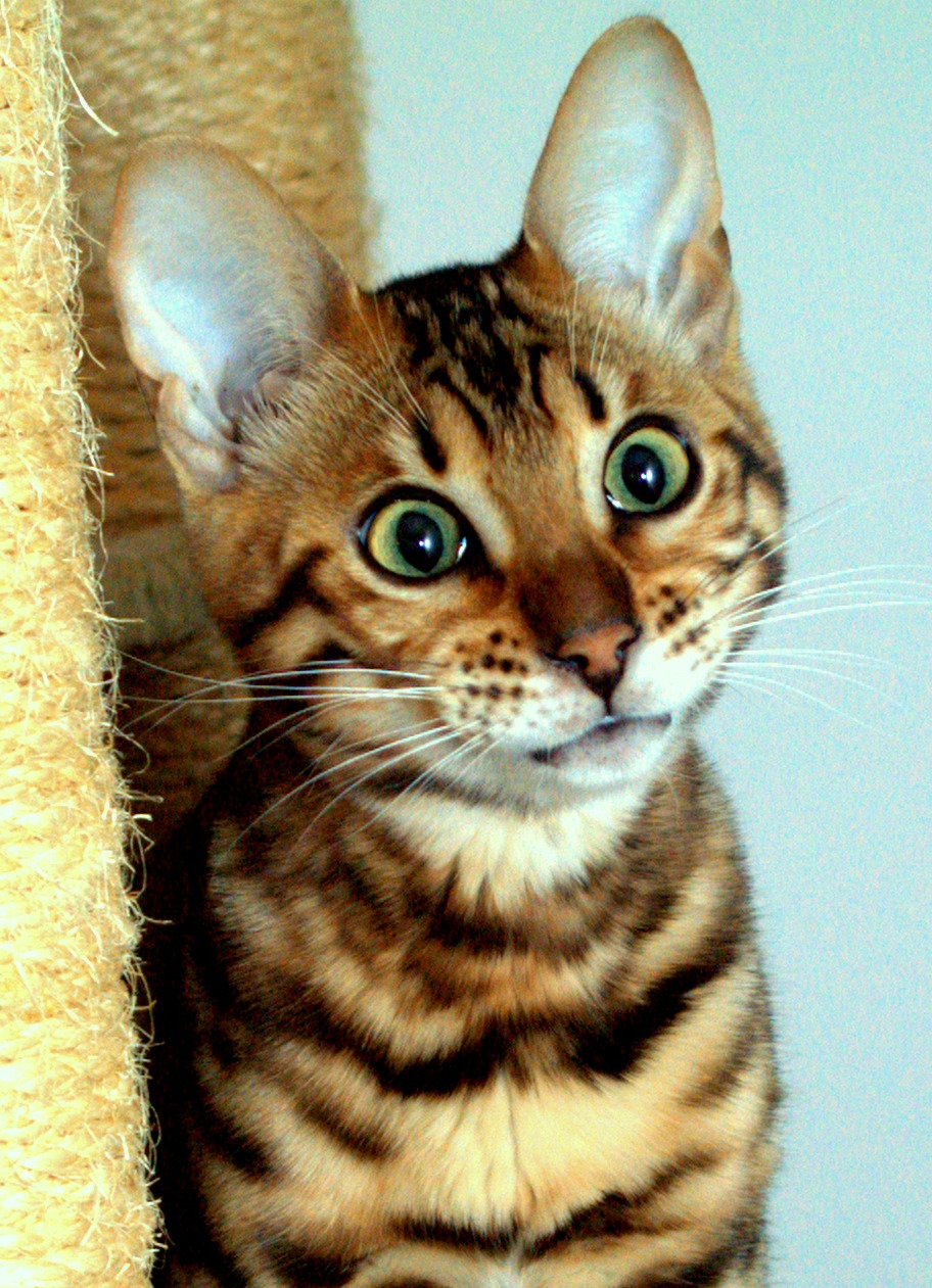 Portret uroczego, zaskoczonego kota bengalskiego z zielonymi oczami, siedzącego obok drapaka. Widoczne pręgowane futro i charakterystyczny wzór na głowie.