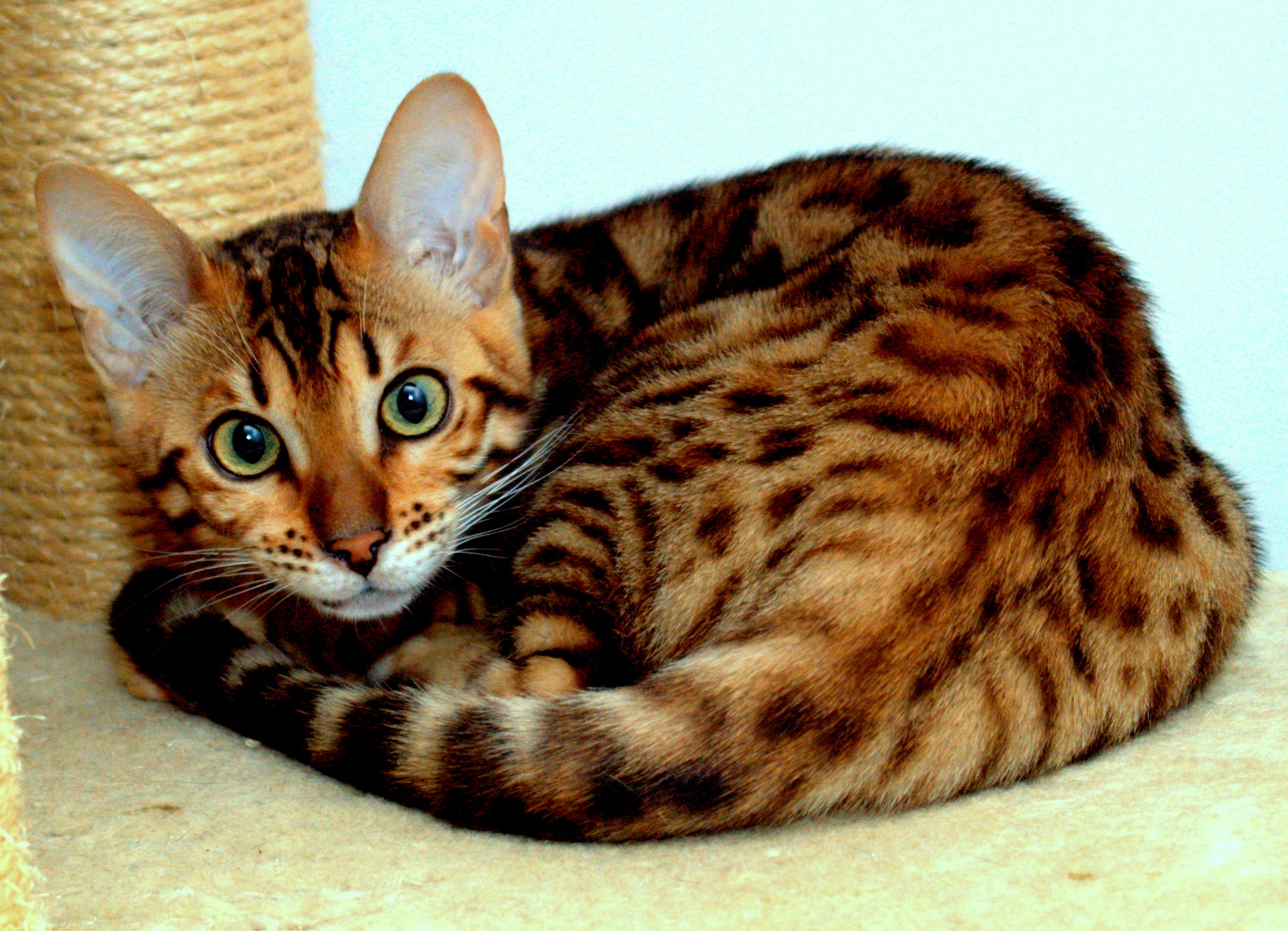 Portret bengalskiego kota zwiniętego w kłębek, z dużymi, zielonymi oczami i charakterystycznym, cętkowanym futrem, leżącego obok drapaka z sizalu.