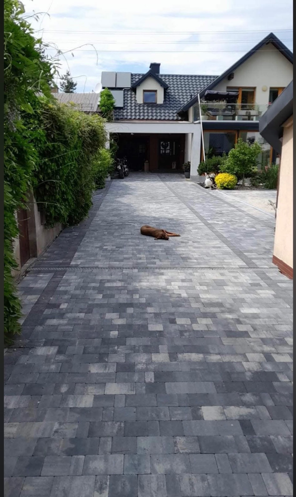 Szara kostka brukowa na podjeździe do domu jednorodzinnego z leżącym psem. Widoczne odwodnienie liniowe i zieleń. Ujęcie z dołu, perspektywa zbieżna.