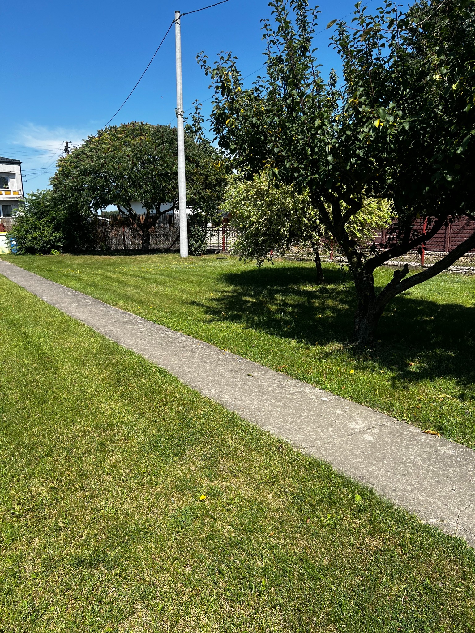 Świeżo skoszony trawnik w słoneczny dzień, z wyraźnymi pasami po kosiarce, betonowy chodnik, drzewa owocowe i błękitne niebo w tle.