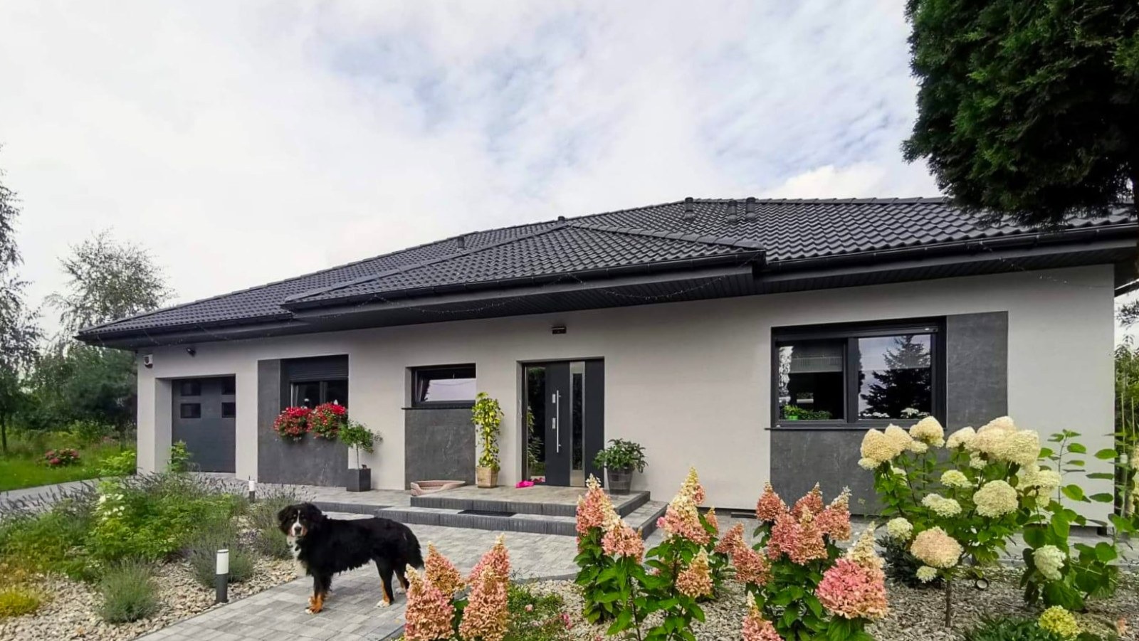 Parterowy dom z garażem, ciemna dachówka i stolarka okienna, elewacja w jasnej tonacji. W ogrodzie kwitnące hortensje i pies rasy berneński pies pasterski.