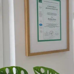 Certyfikat głównego księgowego Pani Moniki Górnej, wydany przez Stowarzyszenie Księgowych w Polsce, oprawiony w ramkę i zawieszony na ścianie, z rośliną w tle.