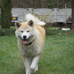 Wyprowadzanie psów Kraków 2