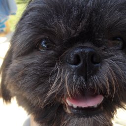 Wyprowadzanie psów Kraków 1