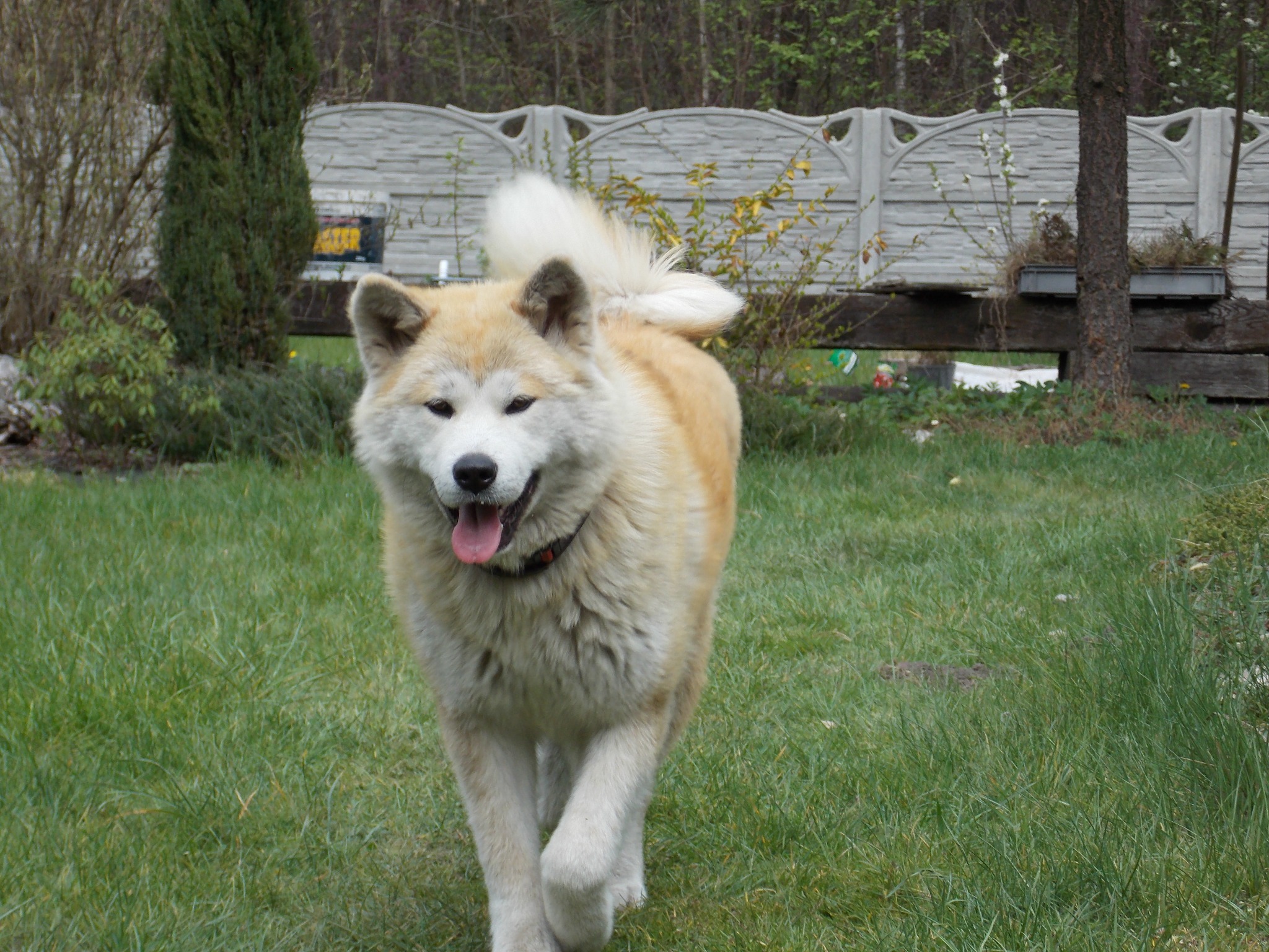 Akita Inu z otwartym pyskiem, biegnąca po trawie w stronę obiektywu. W tle ogrodzenie i drzewa.