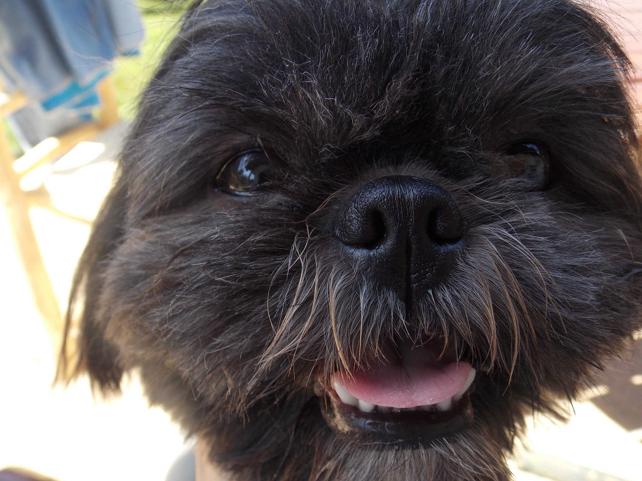 Portret z bliska czarnego, kudłatego psa z wystawionym językiem i widocznymi zębami. Ujęcie z dołu, na zewnątrz, w słoneczny dzień.