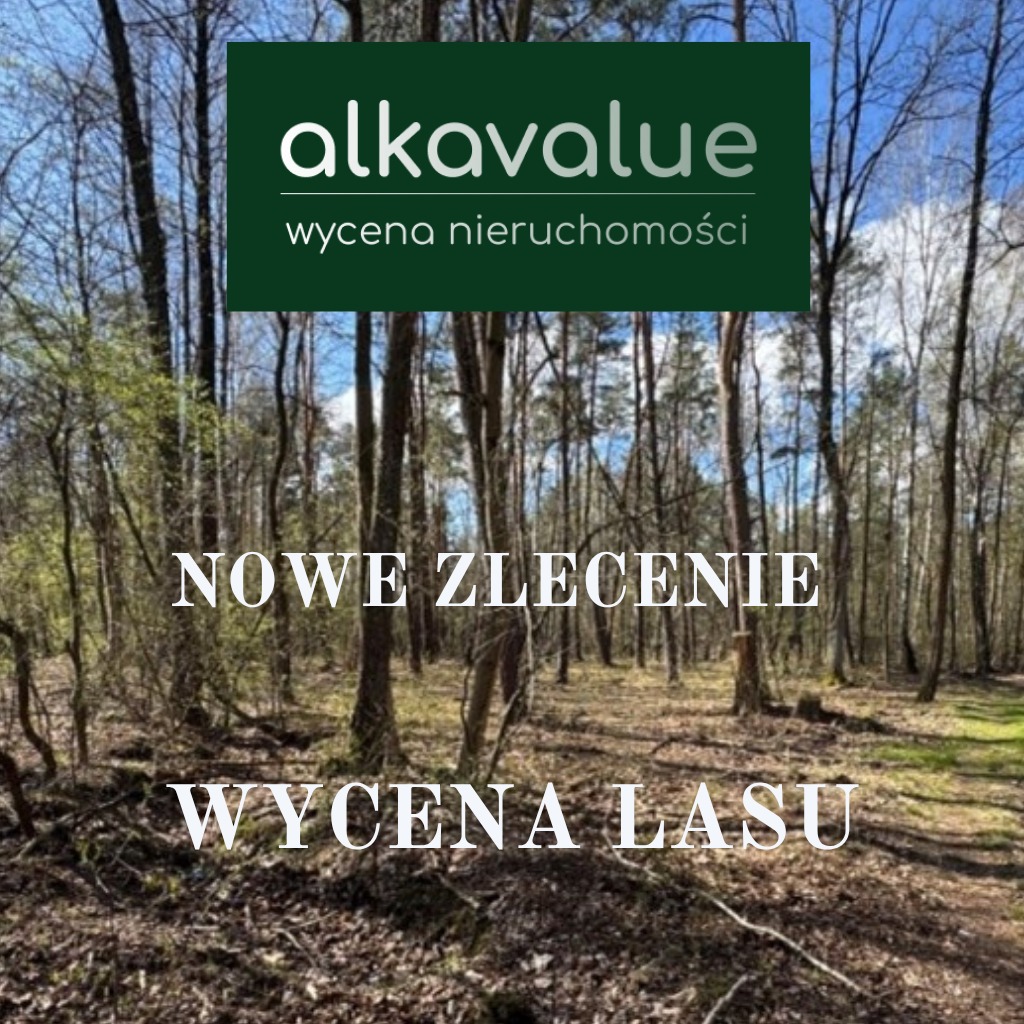 Logo firmy Alkavalue na tle lasu z tekstem 'Nowe zlecenie - Wycena Lasu'. Drzewa bezlistne, wczesna wiosna. Błękitne niebo widoczne przez korony drzew.
