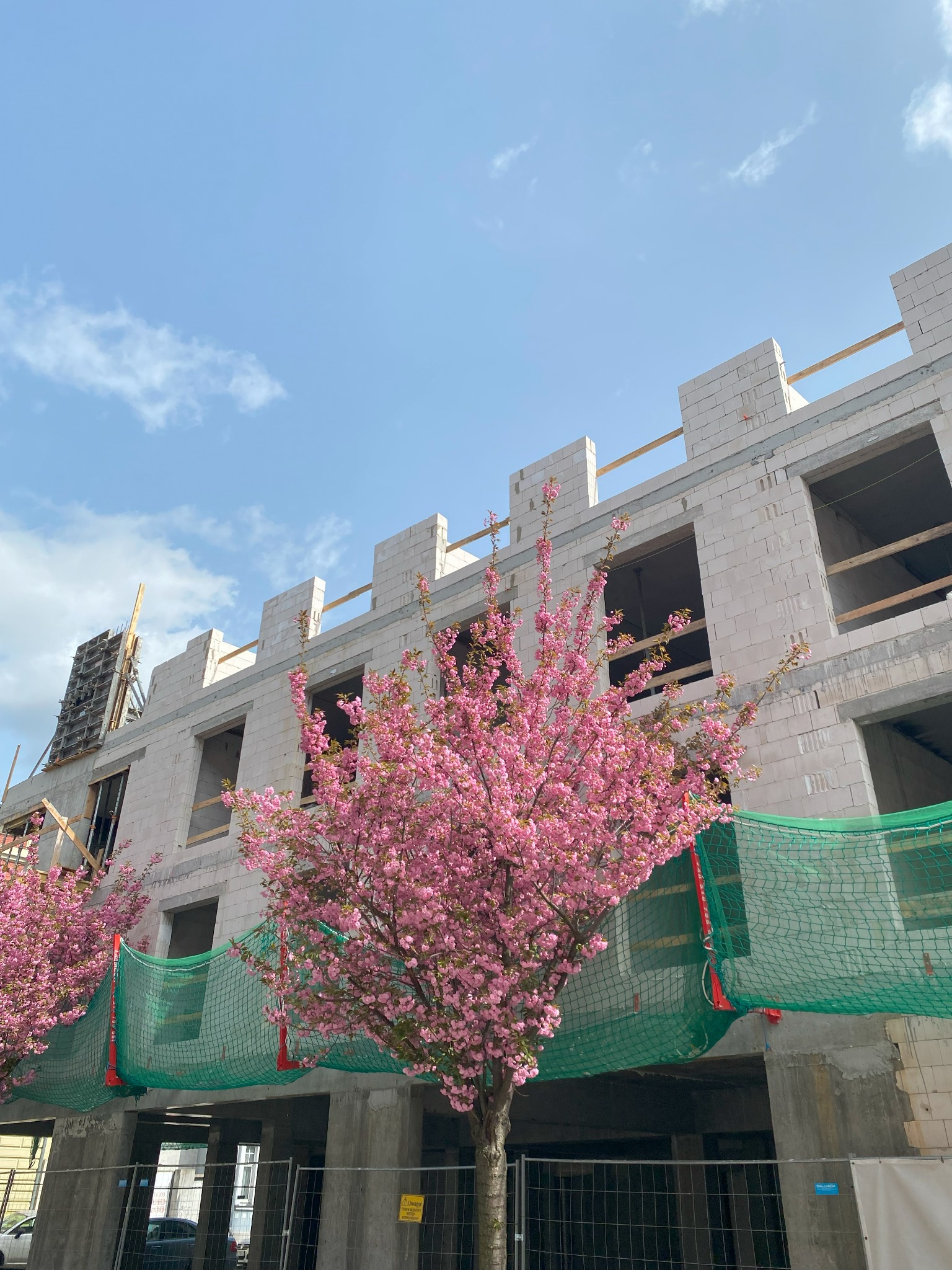 Niski kąt na budynek z białej cegły w trakcie budowy, z kwitnącym drzewem wiśni z przodu. Widoczne rusztowania i siatka zabezpieczająca.