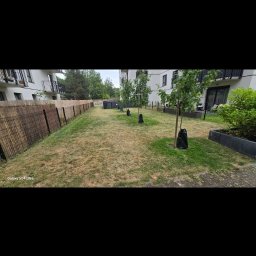 Piotr Ludwiczak - Posadzony rząd młodych drzewek, zabezpieczonych czarnymi workami, na trawniku wzdłuż ogrodzenia z trzciny. Budynki mieszkalne w tle.