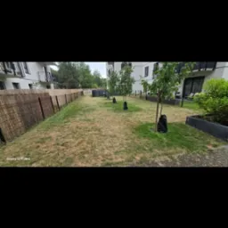 Posadzony rząd młodych drzewek, zabezpieczonych czarnymi workami, na trawniku wzdłuż ogrodzenia z trzciny. Budynki mieszkalne w tle.