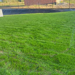 Zadbany Ogród - Świeżo posiana trawa na posesji z surowym budynkiem w tle, widok z poziomu gruntu, wczesne stadium wzrostu trawy, równomierne rozmieszczenie nasion.