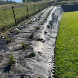 Świeżo posadzone, młode drzewka iglaste na czarnej agrowłókninie, widoczne obrzeża trawnikowe i trawa, w tle siatka ogrodzeniowa i drzewa.