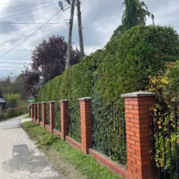 Żywopłot z tui formowany wzdłuż ceglanego ogrodzenia z metalowymi przęsłami, widok z chodnika. Na chodniku leżą resztki po przycinaniu.