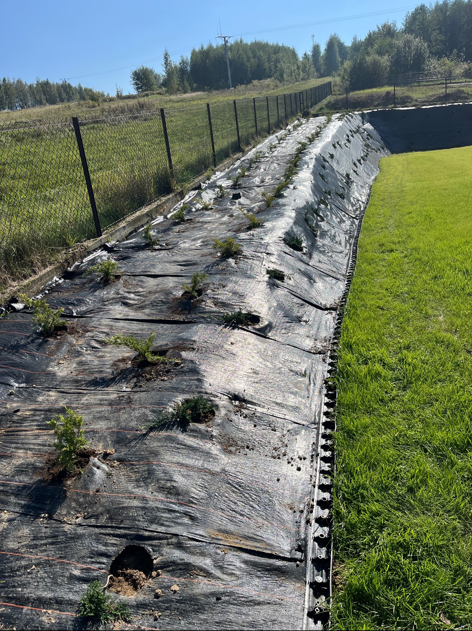 Świeżo posadzone, młode drzewka iglaste na czarnej agrowłókninie, widoczne obrzeża trawnikowe i trawa, w tle siatka ogrodzeniowa i drzewa.