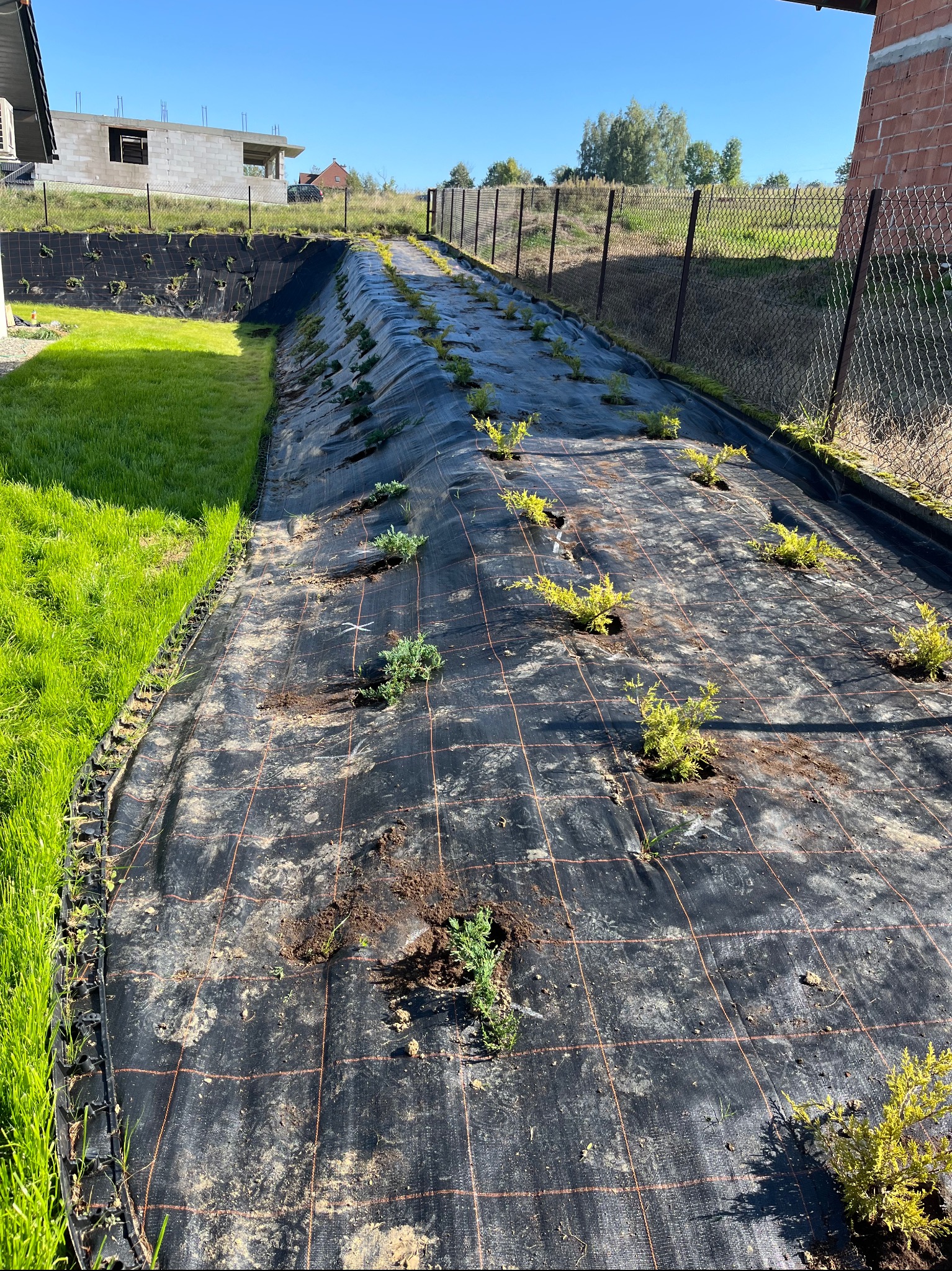 Sadzenie iglaków na agrotkaninie w ogrodzie. Widoczne młode drzewka posadzone w rzędach, czarna agrotkanina z czerwoną siatką, trawa i ogrodzenie.