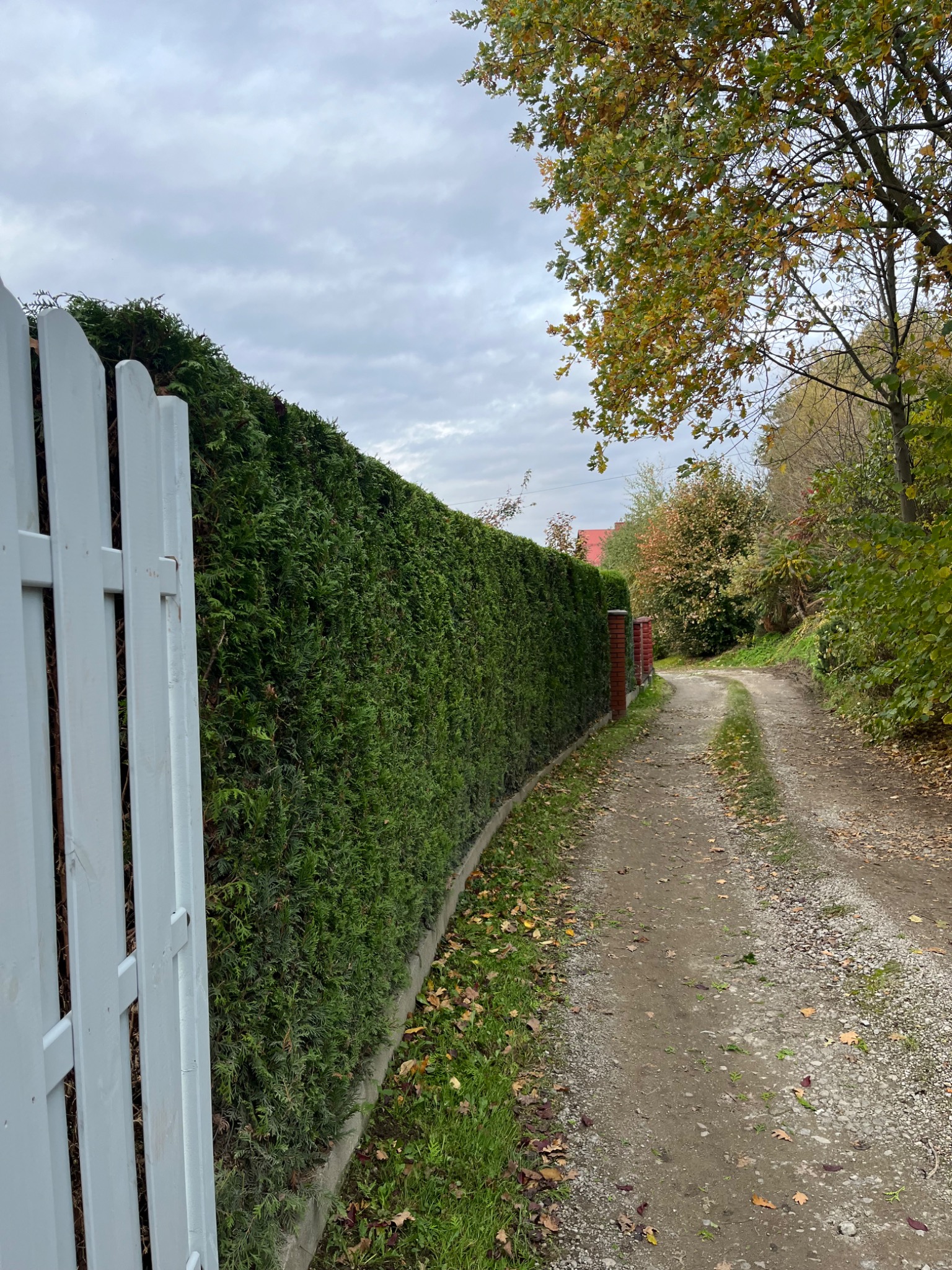 Gęsty, zielony żywopłot z tuj, widoczny zza białego płotu, biegnący wzdłuż polnej drogi. Jesienne drzewa w tle, pochmurne niebo.