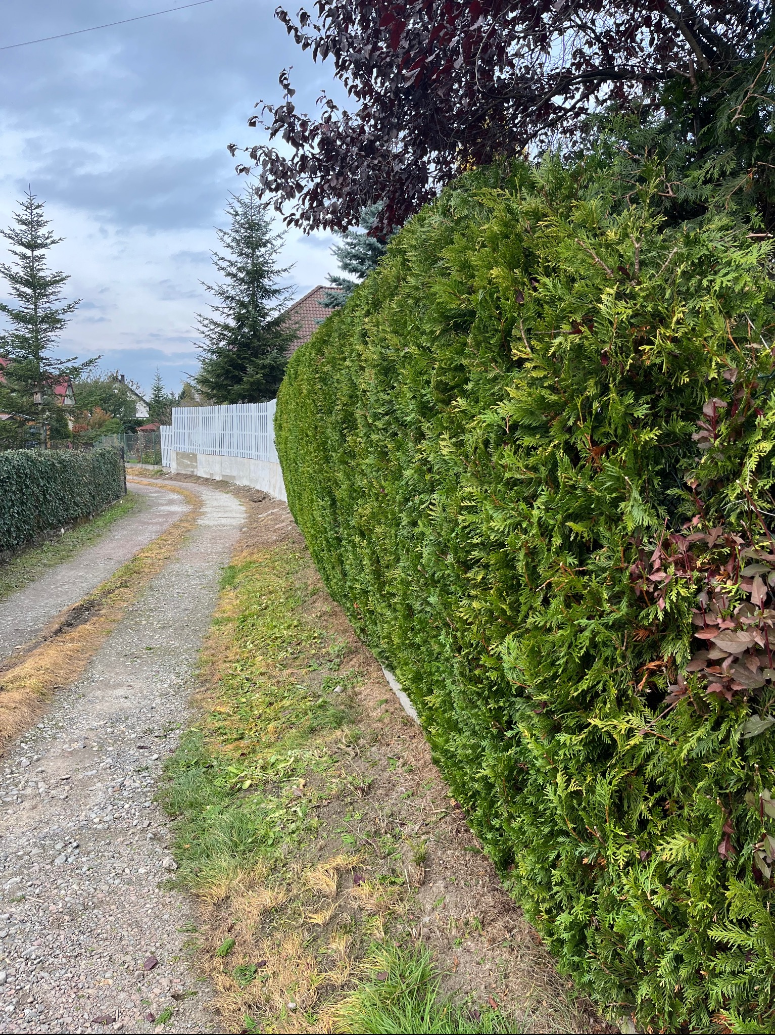 Gęsty, zielony żywopłot z tui wzdłuż żwirowej drogi, z białym płotem w tle i drzewami iglastymi. Widok na zadbany ogród w pochmurny dzień.