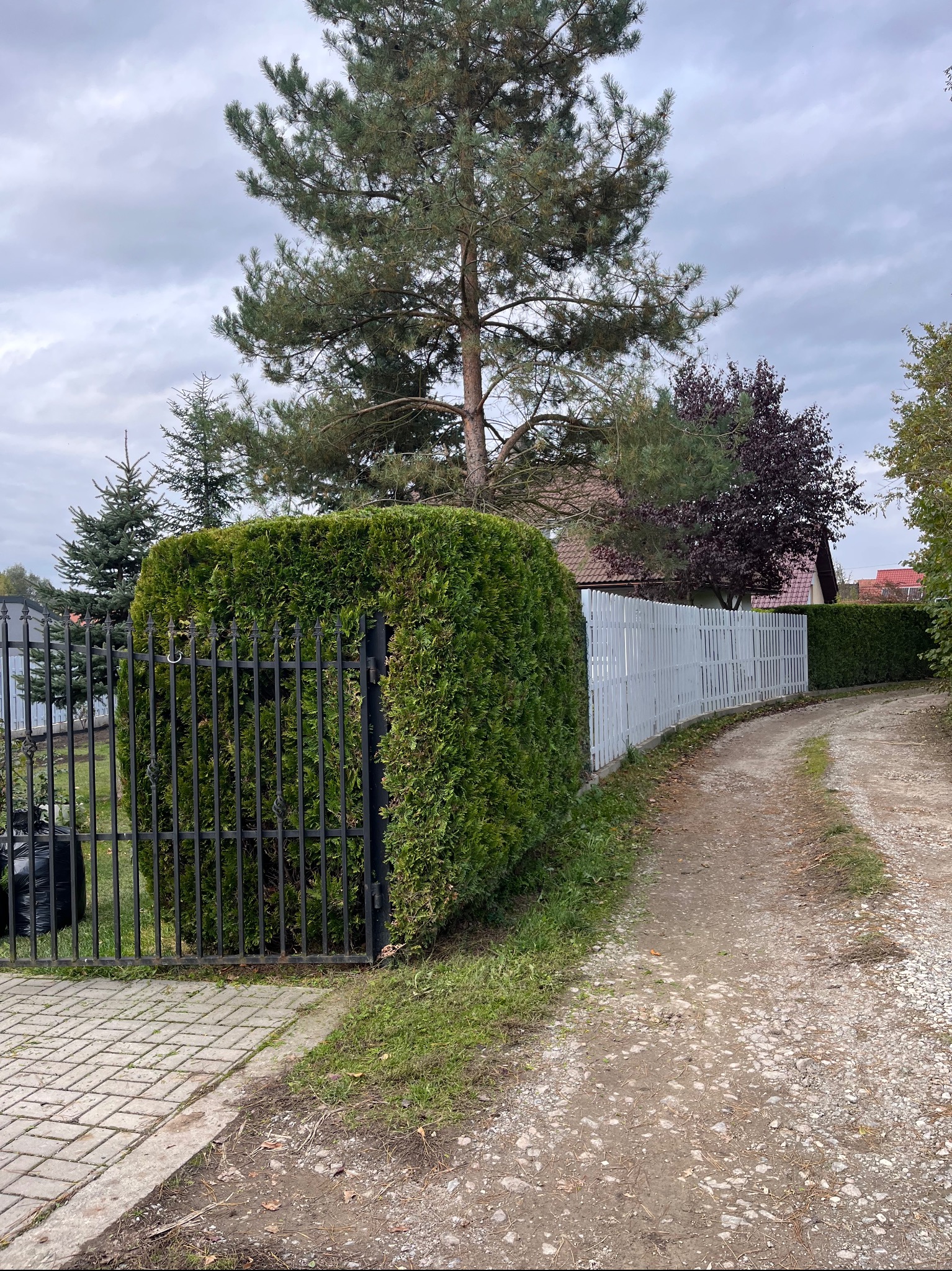 Zadbany ogród z tujami przy metalowym ogrodzeniu i białym płotem w tle. Widoczna droga gruntowa i drzewa. Pochmurne niebo.